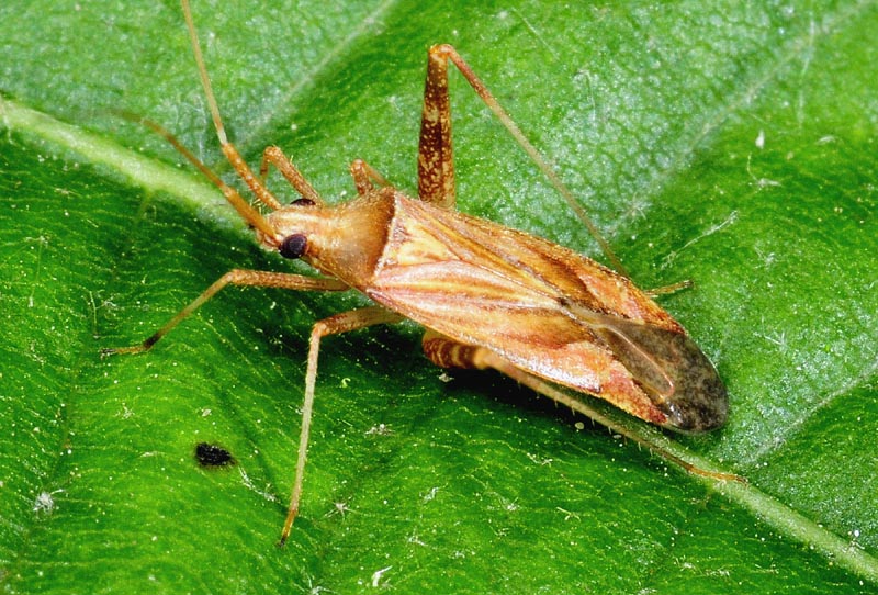 Miridae: Phytocoris cf varipes dell''Emilia (RE)